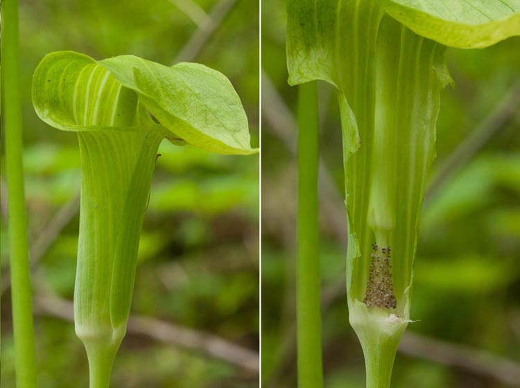 Arisaema staminate