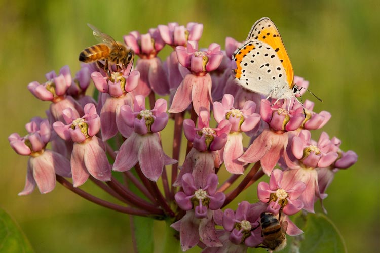 umbel flower