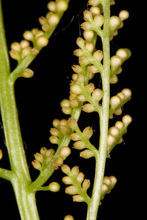 Botrychium virginianum sporangia