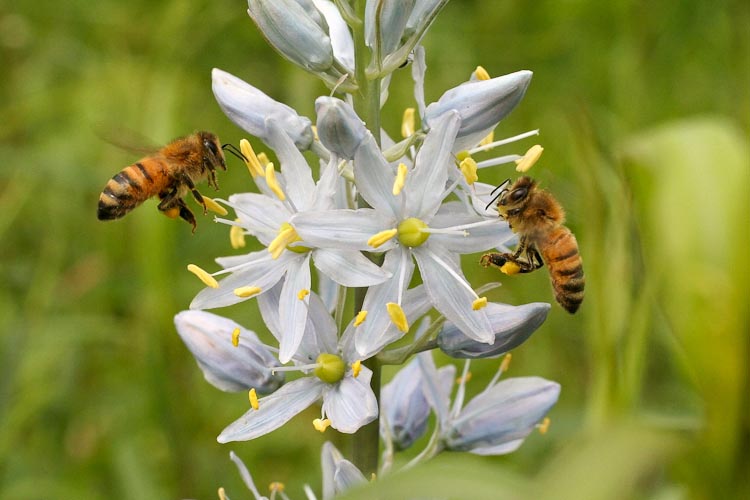 Camassia scilloides