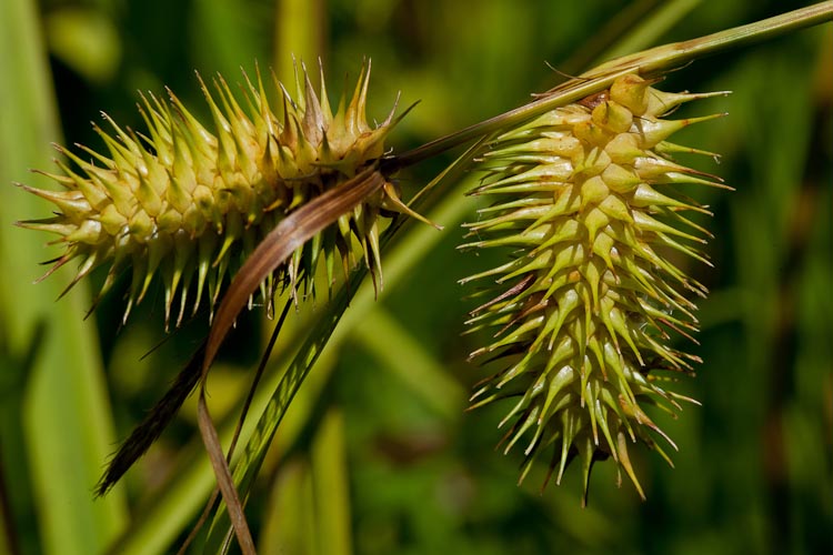 Carex lurida spikelet