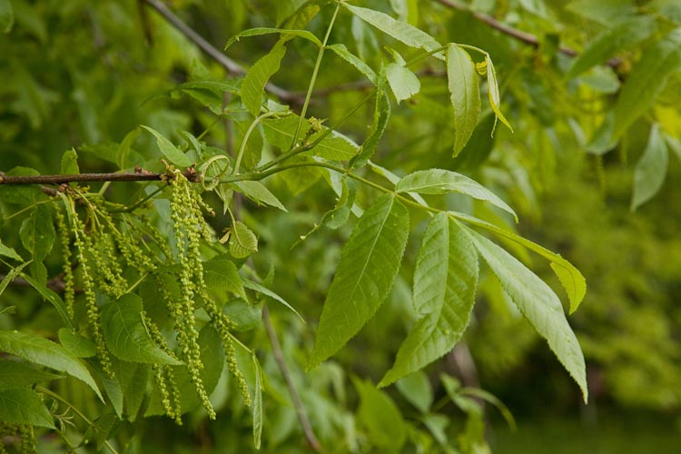 Carya cordiformis catkins