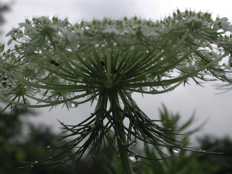 Daucus carota