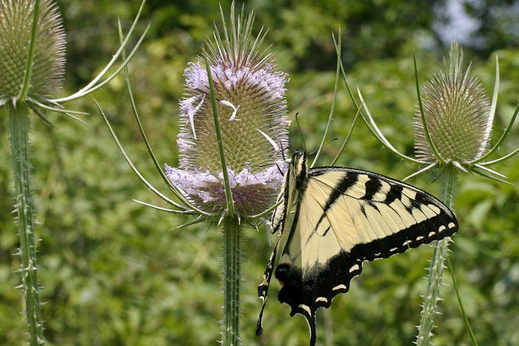 Dipsacus fullonum