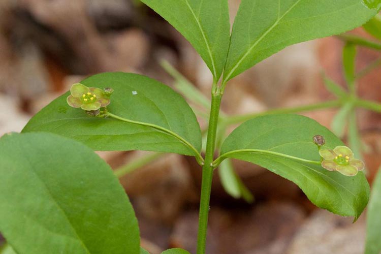 Euonymus obovatus cyme