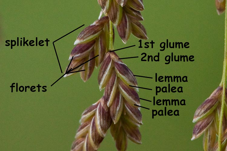 Glyceria spikelet