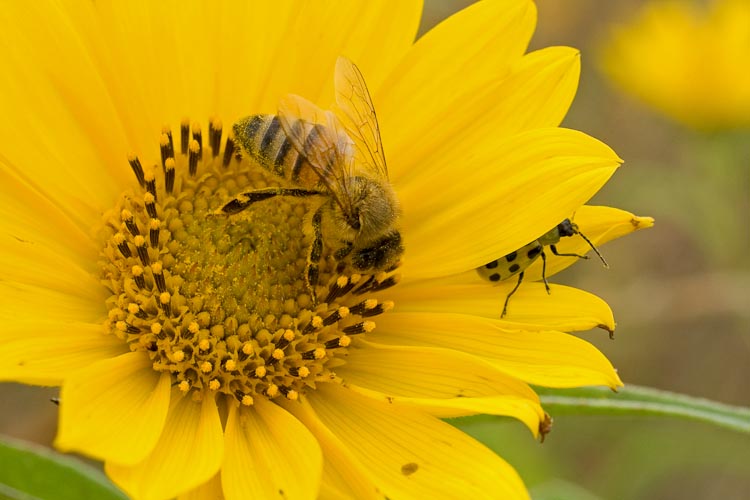 Helianthus honeybee