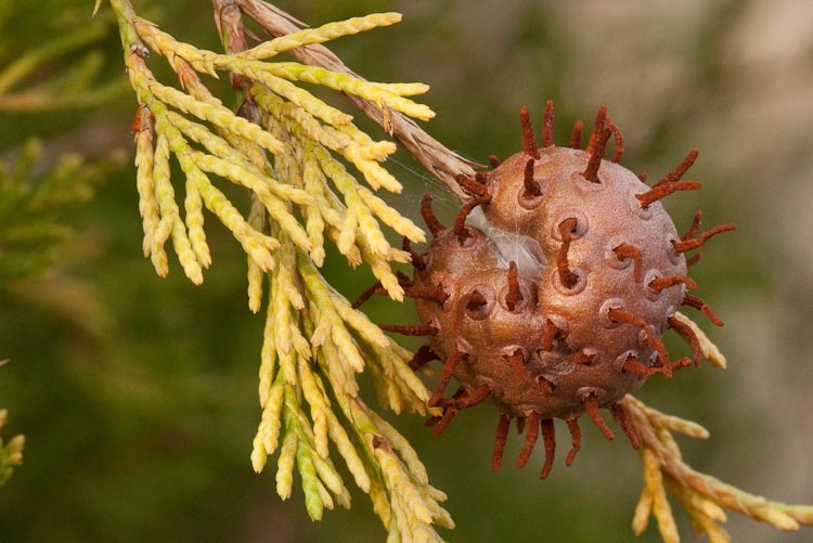 Juniperus virginiana apple rust