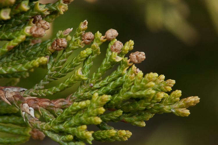 Juniperus virginiana male