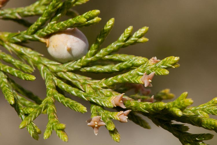 Juniperus virginiana ovulate