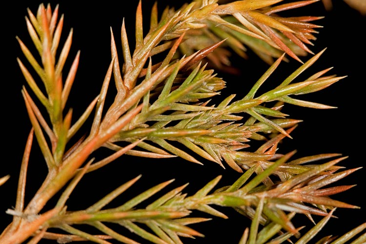 Juniperus vriginiana young branch