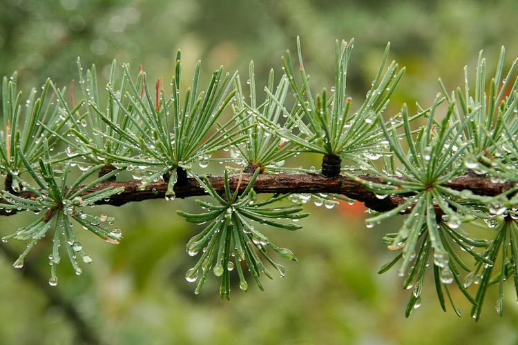 Larix laricina branch