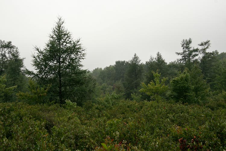 Larix laricina habitat