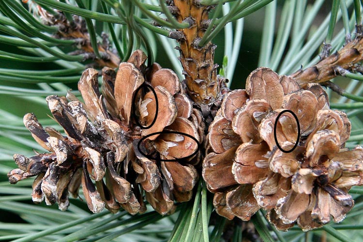 Pinus mugo ovulate seeds