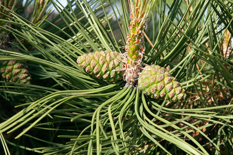 Seed Cones That Hang From Coniferous Pine, Spruce And Yew Trees