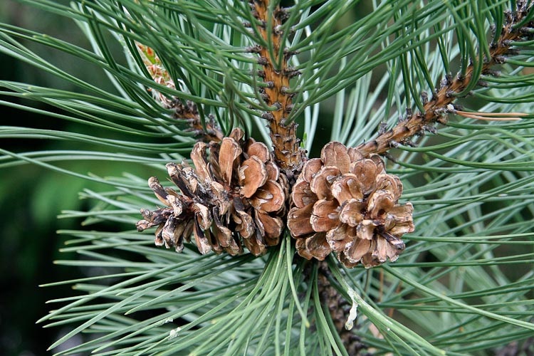 Pinus mugo ovulate