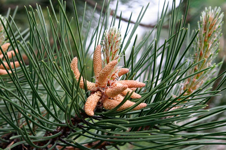 Pinus mugo staminate