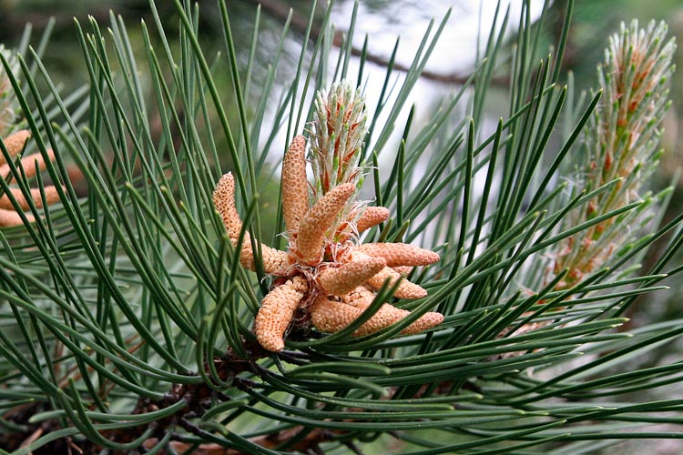 female pine cones