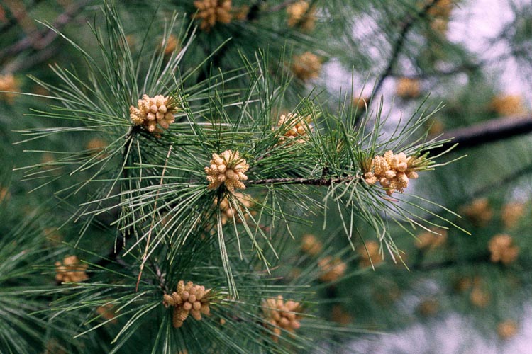 Pinus strobus