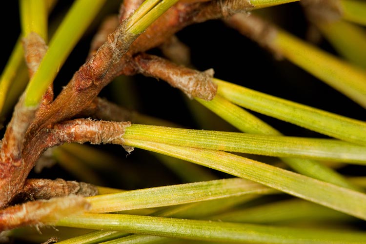 Pinus virginiana leaves