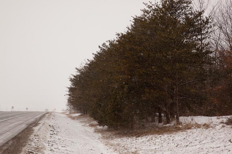 Pinus virginiana roadside