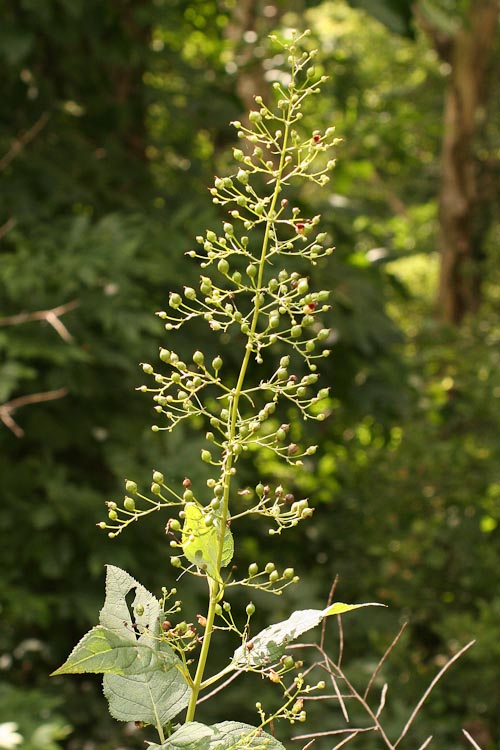 Scrophularia marilandica