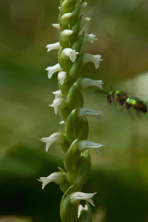 white cyme type flower