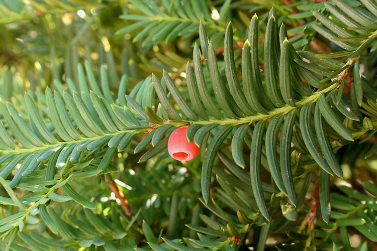 Taxus branch