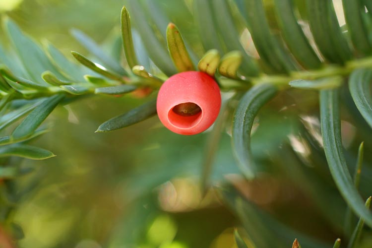 Taxus seed