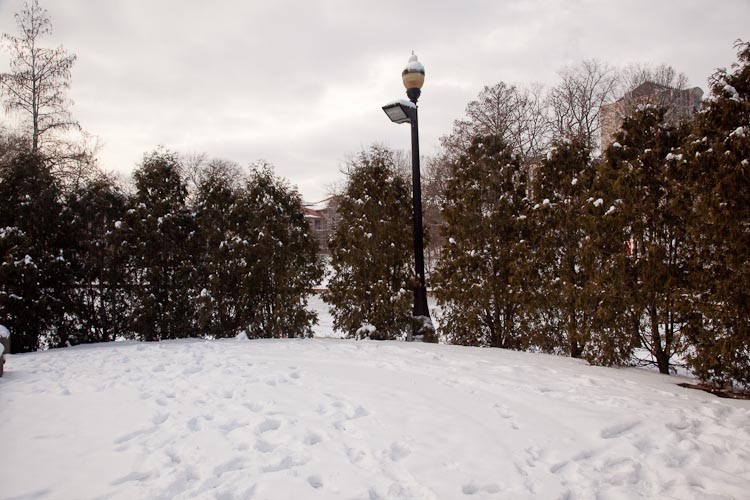 Thuja at OSU