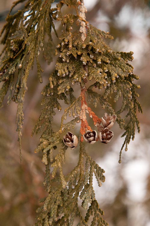 Thuja cones