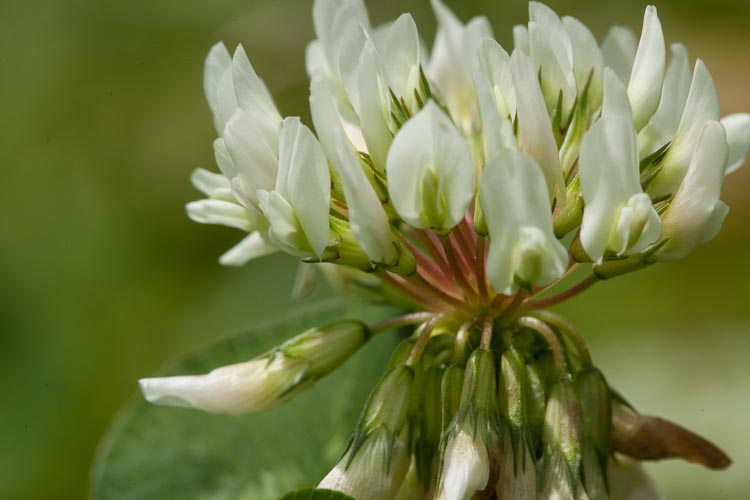 Trifolium repens