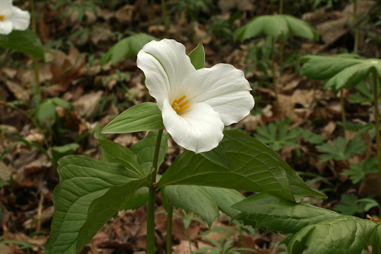 Trillium grandiflorum solitary