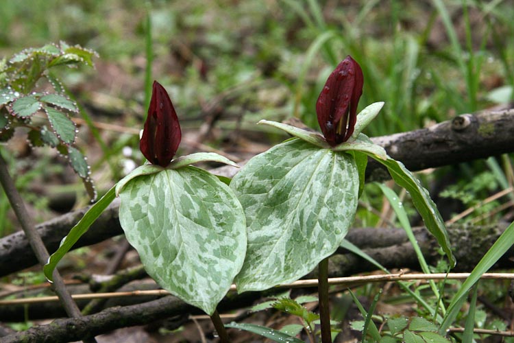 Trillium sessile sessile