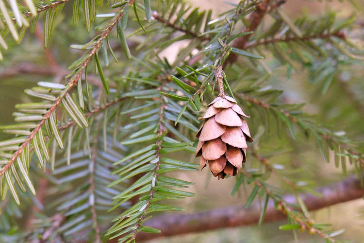 Tsuga canadensis branch