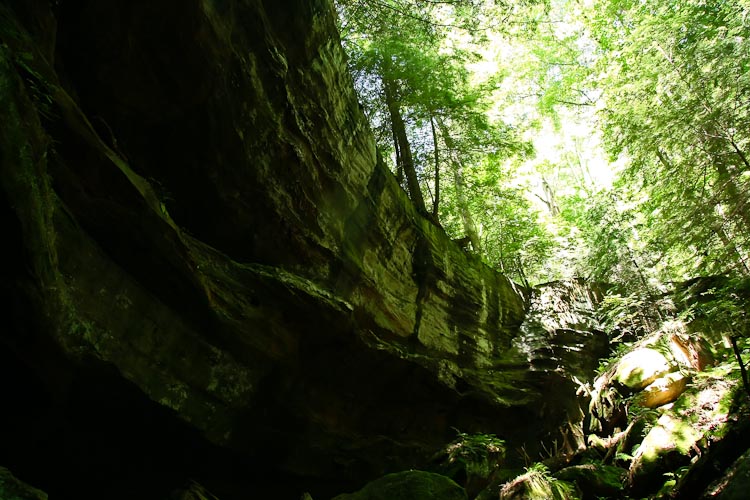 Tsuga canadensis ravine