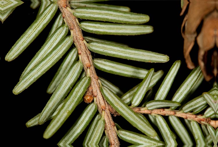 Tsuga canadensis twig