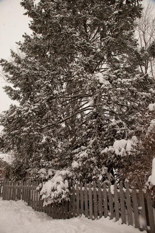 Tsuga canadensis street