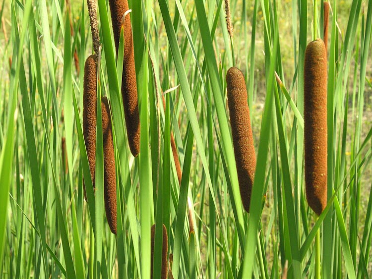 Typha angustifolia