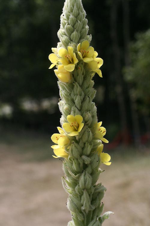 Verbascum thapsus spike