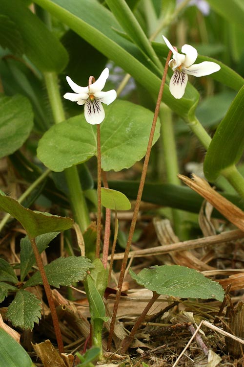 Viola blanda