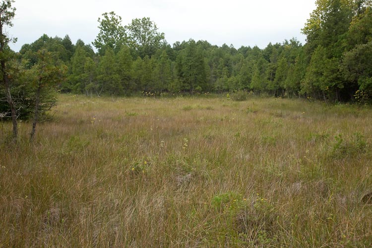 Cedar Bog