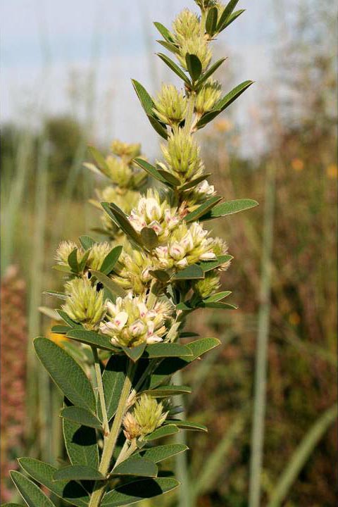 bush clover