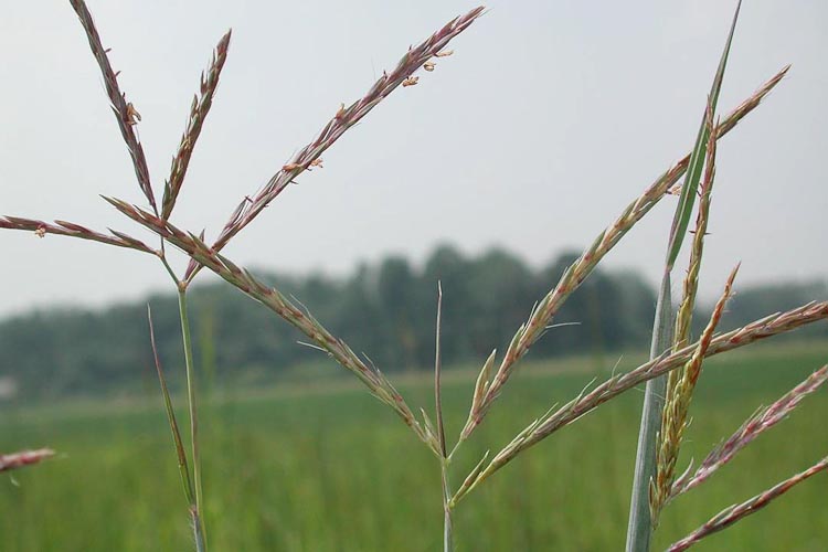 Native ohio deals grasses