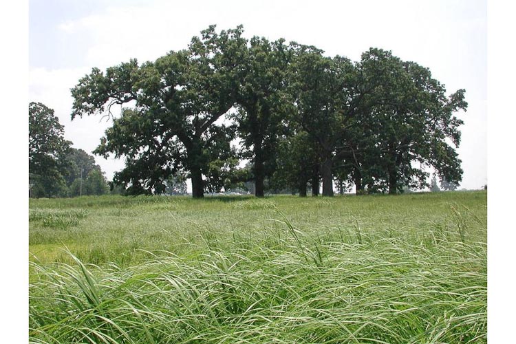 Daughmer Bur Oak Savanna.