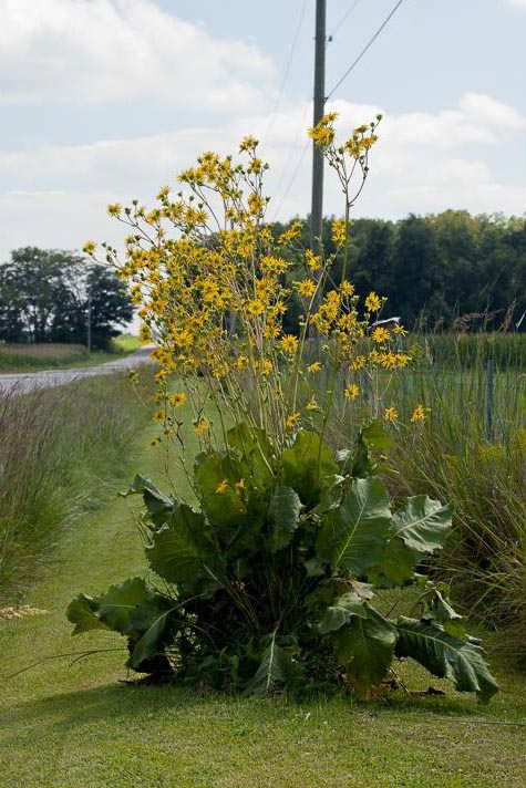 prairie dock