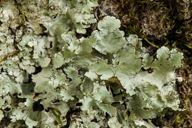 Ruffle lichen, Parmotrema hypotropum