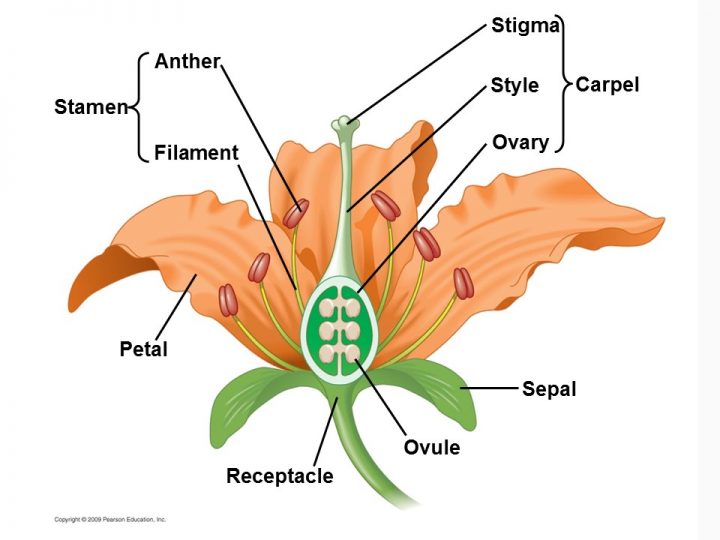 Flowers are aggregates of sexual organs in angiosperms.