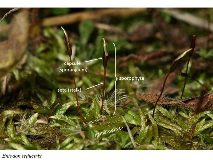 A moss showing both gametophyte and sporophyte stages of the life cycle. 