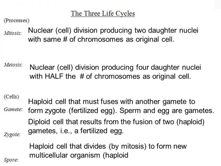 Nuclear division processes, and reproductive cells. 
